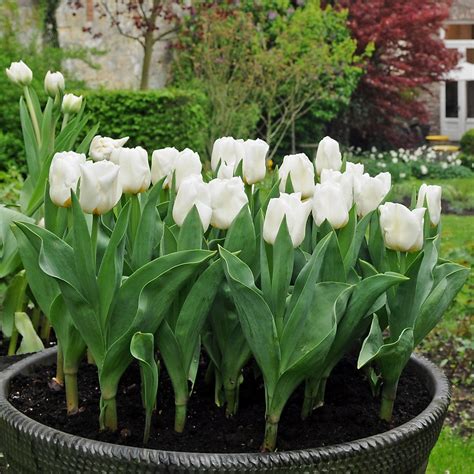 Gorgeous Pure White Tulip Bulbs for Sale Online | Maureen – Easy To ...