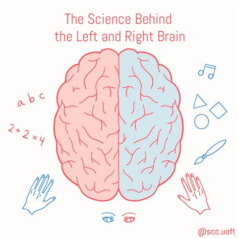 The Science Behind the Left and Right Brain – Science Communication Club