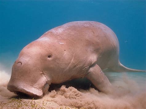 Dugong Facts - Animals of the Ocean - WorldAtlas.com