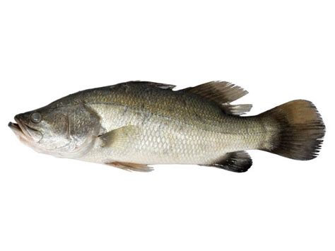 7 Incredible Benefits of Barramundi | Organic Facts