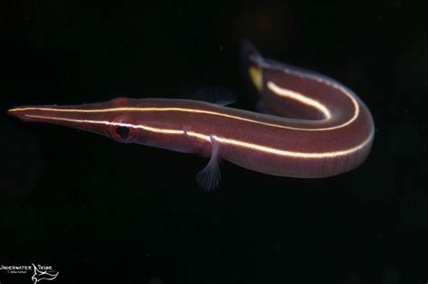 Clingfish - Underappreciated Fish of the Day - Underwater Tribe