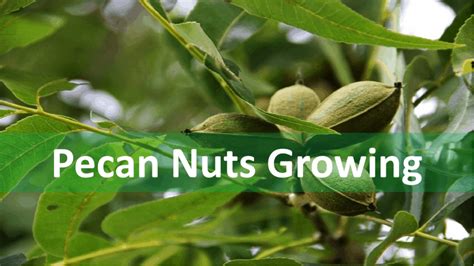 Pecan Tree Growing Financial Model | eFinancialModels