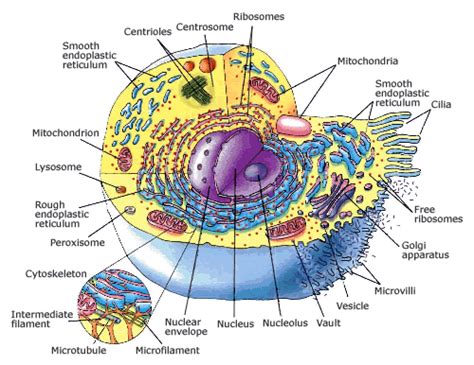 What is a microtubules