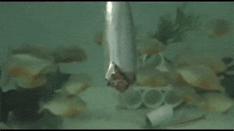 feeding | GIF | PrimoGIF