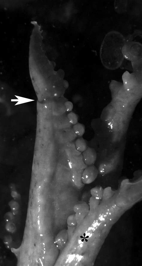 -Inner lateral view of the hectocotylus of Sepiola bursadhaesa n. sp ...