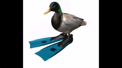 Pörgő kacsa énén (Spinning duck meme) - YouTube