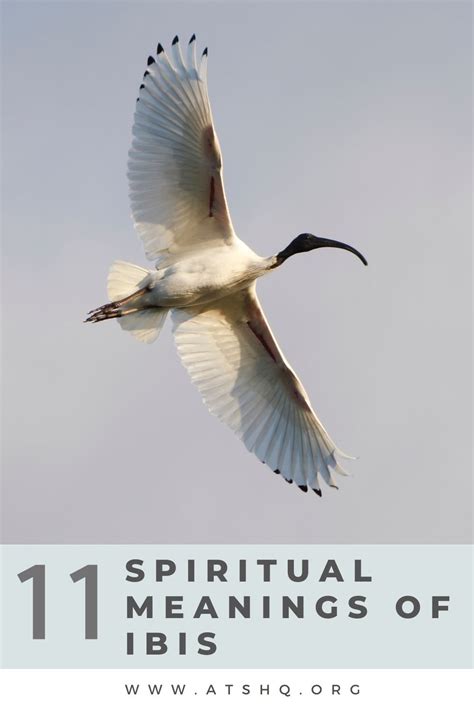 Ibis Symbolism: 11 Spiritual Meanings of Ibis