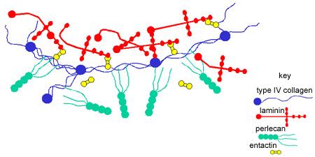 Connective Tissue: The Histology Guide