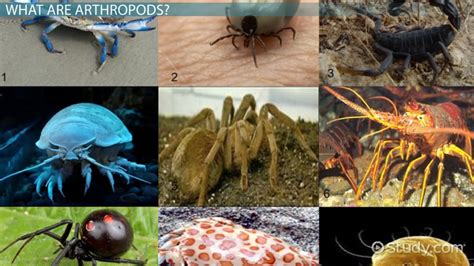 Phylum Arthropoda Classes