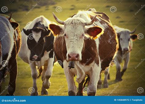 Cows in rural area stock image. Image of meadow, brown - 145848975