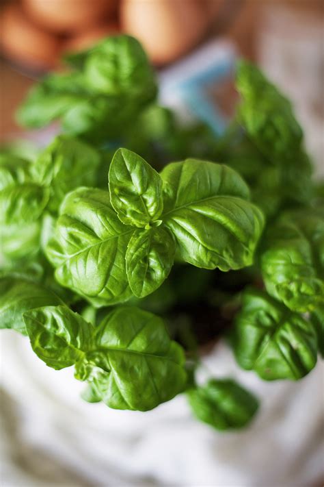 6 Basil Varieties & What You Should Know About Them