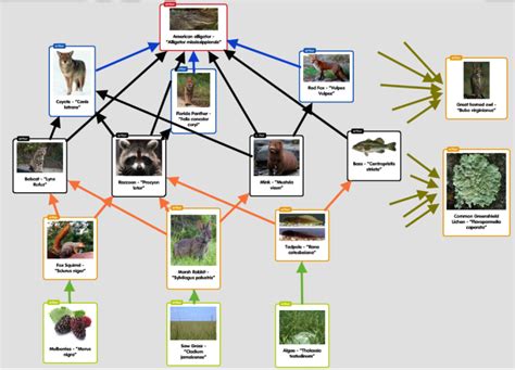 Where is the black panther in the food chain? - paperwingrvice.web.fc2.com