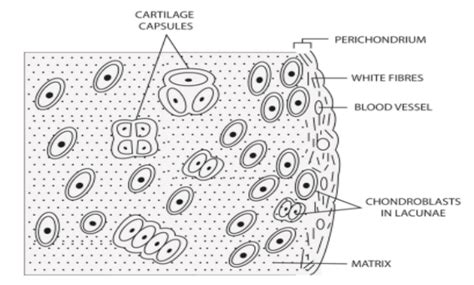 Types Of Cartilage Tissue