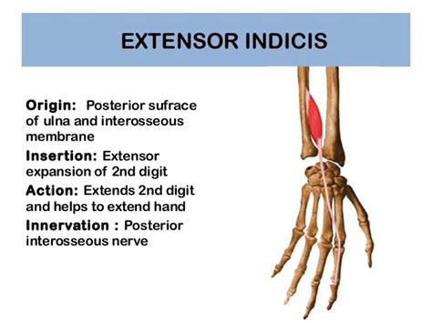 [더필라테스재활교육협회]집게 손가락폄근/시지신근 / Extensor Indicis : 네이버 블로그