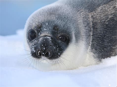 Hooded Seal Pup Stock Photo - Download Image Now - Animal, Animal ...