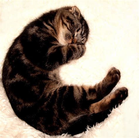 Scottish Fold Sleeping 1a Photograph by Robert Morin | Fine Art America