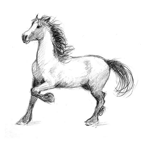 Horse Drawing | Learn How To Draw Horses | Diana Hand Equestrian Art