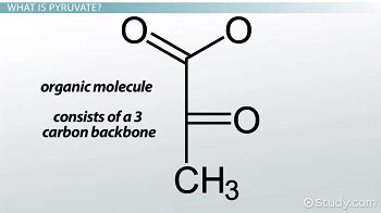 What is Pyruvate? - Definition & Overview - Video & Lesson Transcript ...