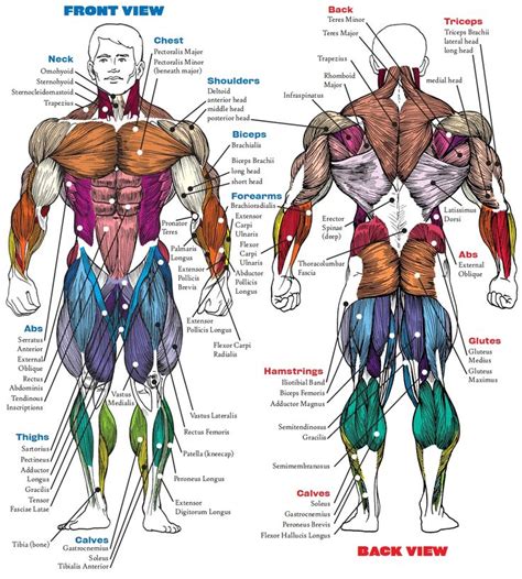 Muscle Anatomy Bodybuilding Book Muscle Anatomy Book Human Anatomy ...