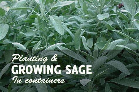 Growing Sage in Pots the Right Way - GardenHugs.com