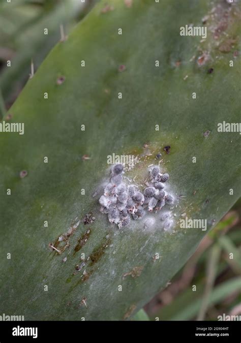 Cochineal louse or cochineal (Dactylopius coccus) on a cactus lea Stock ...