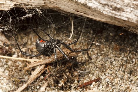 Latrodectus | spiderbytes