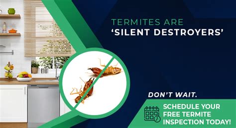 Termite Control Treatment with 2 Years Warranty | HiCare