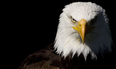 eagle Wallpapers HD / Desktop and Mobile Backgrounds