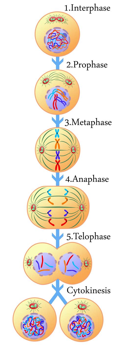 What happens in the cell cycle? Interphase & Mitosis Review | Cell ...