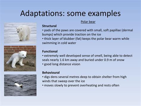 Adaptation Examples