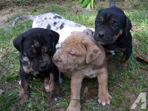 Catahoula Bulldog (Catahoula Leopard Dog-American Bulldog Mix) Info and ...