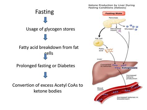 PPT - KETONE BODY METABOLISM PowerPoint Presentation, free download ...