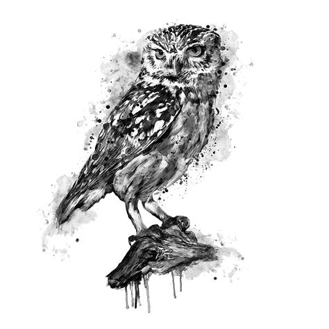 Black and White Burrowing Owl Painting by Marian Voicu - Fine Art America