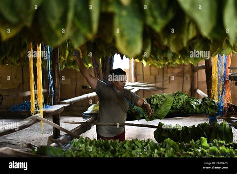 Danli, Honduras. 8th May, 2023. A worker dries harvested tobacco leaves ...