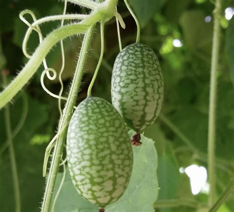 Mexican Sour Gherkin Seeds | Heirloom | Organic | Tim's Tomatoes