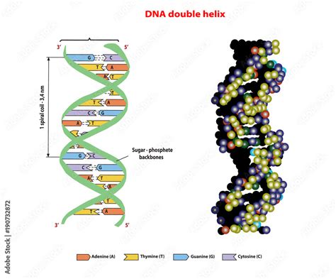 DNA structure double helix in 3D on white background. Nucleotide ...