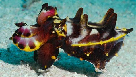 Fun Flamboyant Cuttlefish Facts For Kids | Kidadl