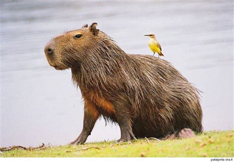 Animals Sitting on Capybaras — Majestic Capybara and Bird duo