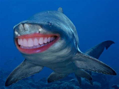 If Sharks Had Human Teeth, They'd Seem A Lot More Friendly - Gallery ...