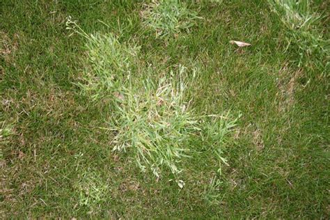 Invasive Grasses – Green Man Lawn Care