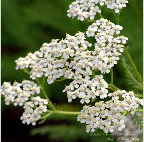 Medicinal Plants: Achillea millefolium