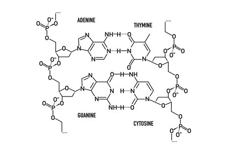 Thymine Definition, Facts, and Functions