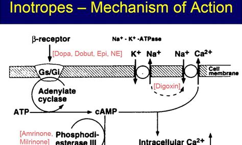 Pedi cardiology: ICU: Calcium Pathway & Mechanism of Inotropes