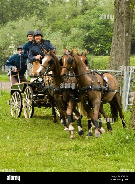 Two in Hand team at carriage driving competition Stock Photo - Alamy