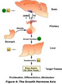 All About Growth Hormone - Precision Nutrition