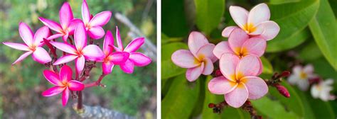 How to Grow & Care for Plumeria | Arizona SummerWinds