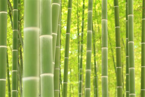 Serenity in Green: Bamboo Forest 4K Ultra HD Wallpaper