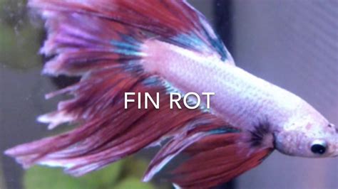 Betta Fin Rot Treatment / Betta Fish Fin Rot Complete Guide Aquatic ...