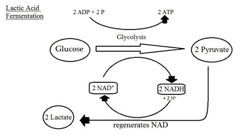 Lactic Acid Pathway