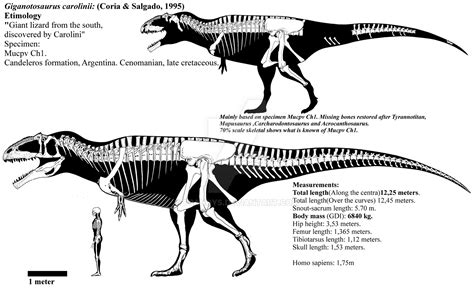 Giganotosaurus carolinii skeletal diagram. by Franoys on DeviantArt